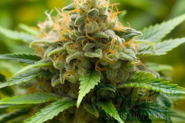 Tangie Strain Origin