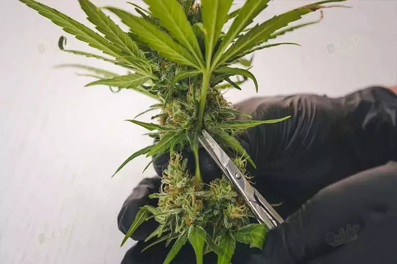 Techniques To Use Tucking, Flipping, Defoliation And Pruning