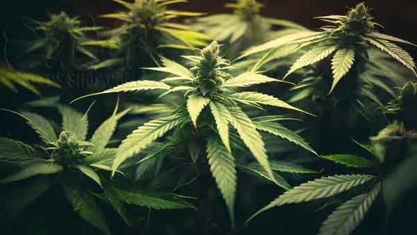 Temperature And Humidity For Flowering Cannabis Stage