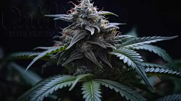 Terpenes Profile