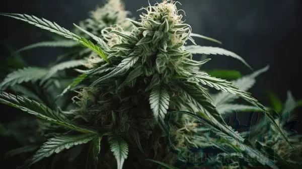 Terpenes Profile