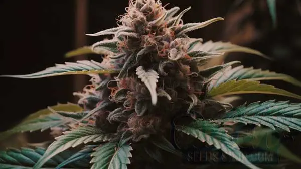 Terpenes Profile