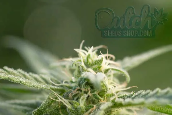 The Best Time to Pollinate Autoflowers