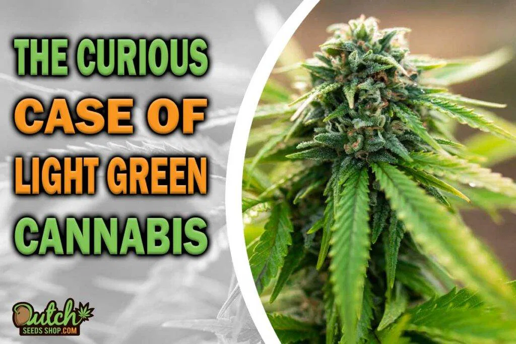 The Curious Case Of Light Green Cannabis
