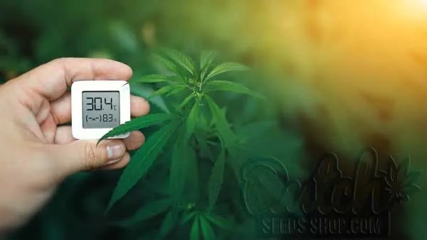 The Effects of Temperature Extremes on Flowering Cannabis Plants