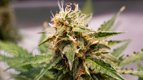 The Evolution of Autoflowers