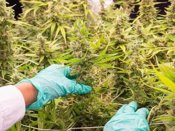 The Impact of Touching on Yield and Potency