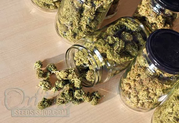 The Importance of Burping in the Curing Process