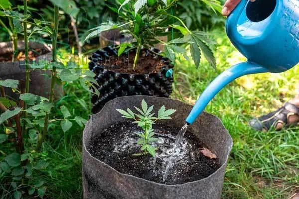 The Importance of Proper Watering