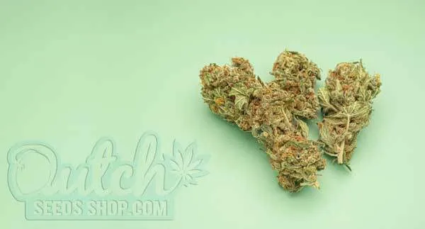 The Importance of Terpenes in Bud Smell