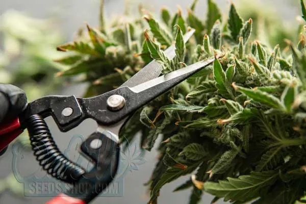 Tools and Techniques