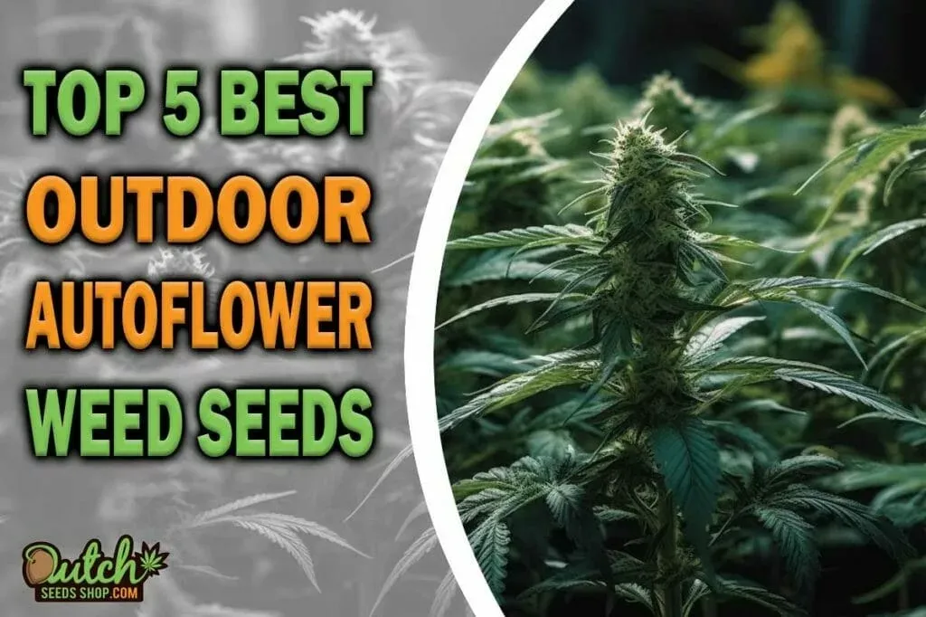 Best Outdoor Autoflower Seeds: Top 5 Cannabis Strains in 2023