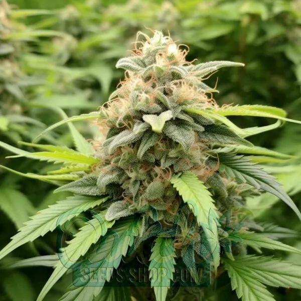 Trainwreck Feminized Seeds