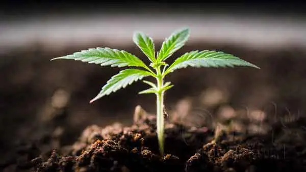 Transplanting Cannabis Plants