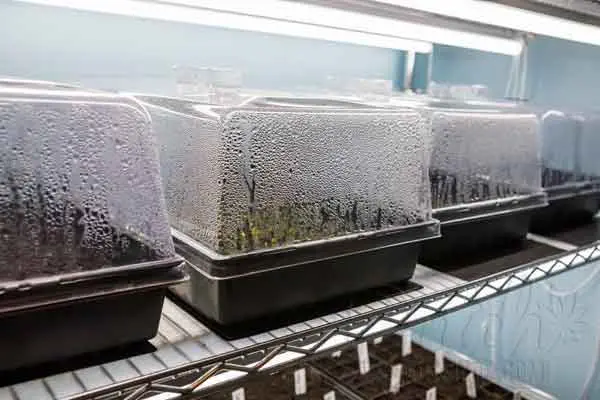 Trays With Humidity Domes