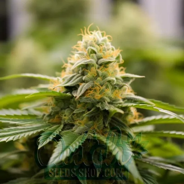 Triangle Kush Feminized Seeds
