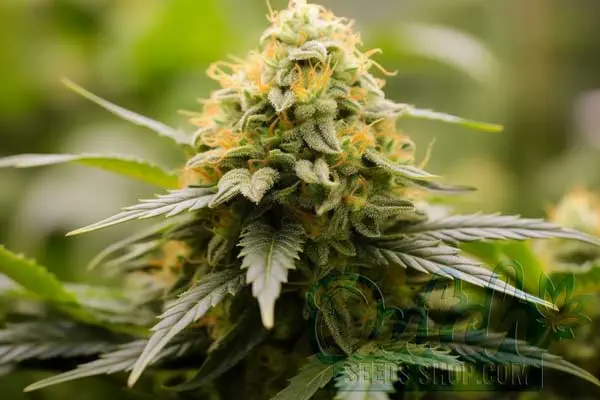 Triangle Kush Strain Origin