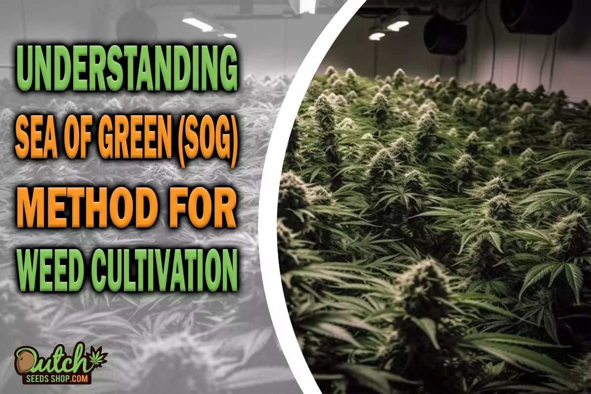 Sea of Green (SOG) Method for Cannabis Cultivation