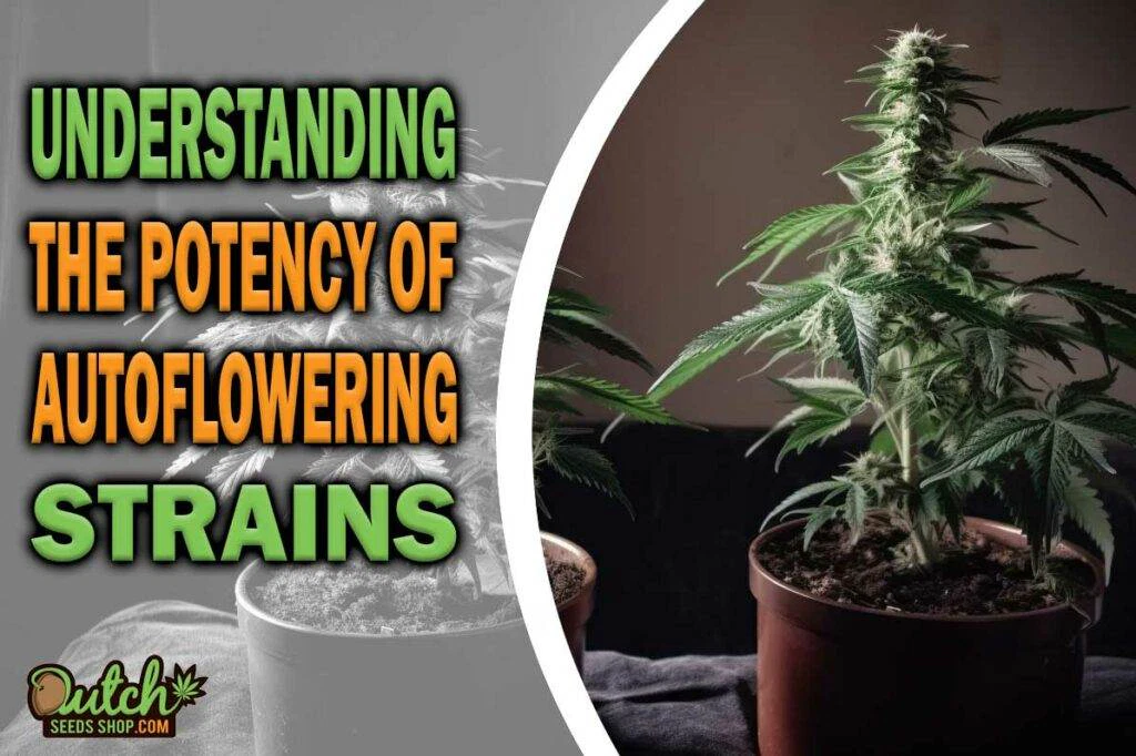 Understanding The Potency Of Autoflowering Strains