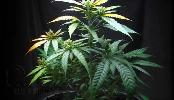 Understanding The PreFlowering Stage