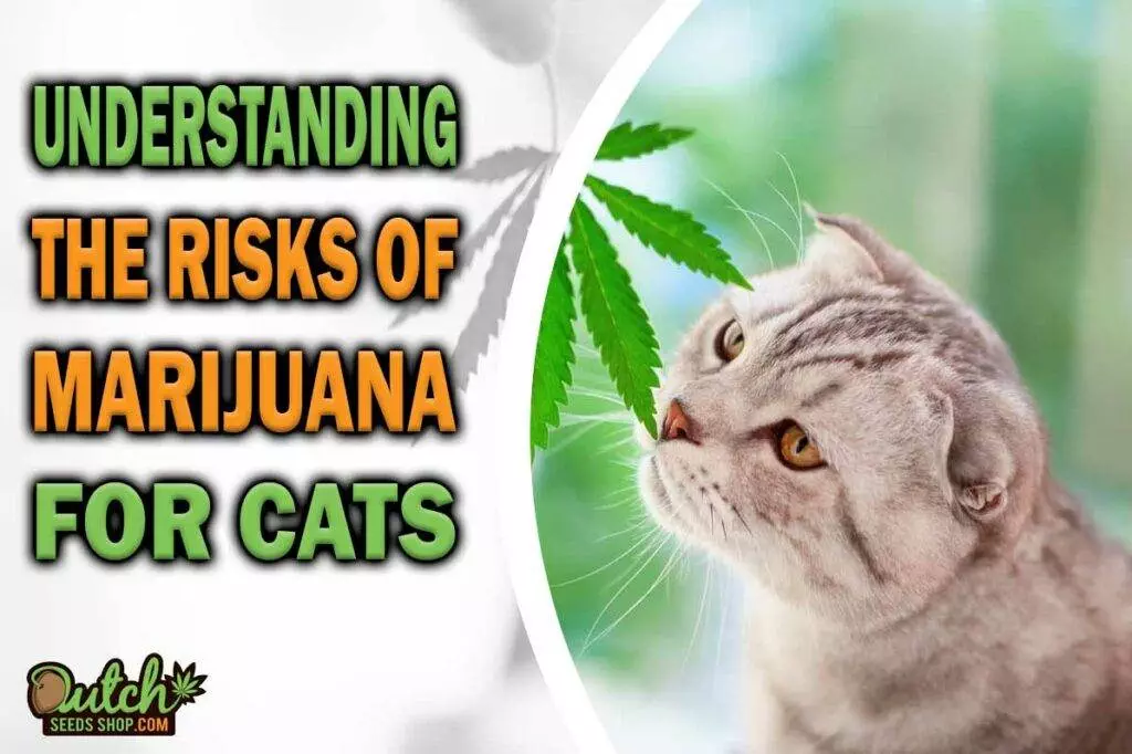 Understanding The Risks Of Marijuana For Cats