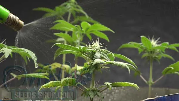 Understanding Watering Needs for 5-Gallon Autoflower Plants