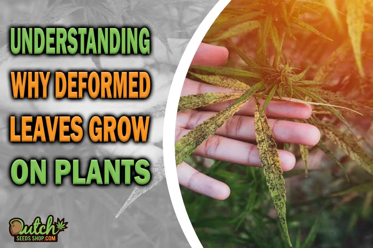 Understanding Why Deformed Leaves Growing On Plants