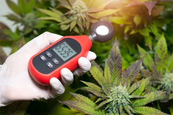 Understanding the Importance of Temperature in the Flowering Stage