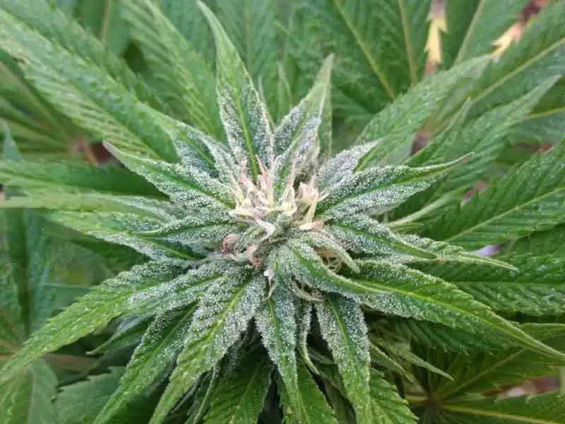 Unlock Potential of White Widow Autoflower
