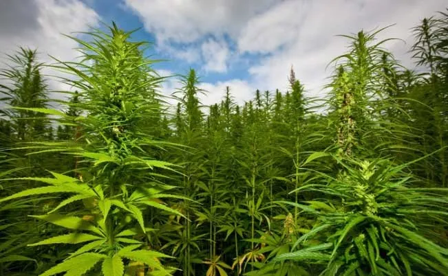 Uses for Afghan Autoflower Seeds