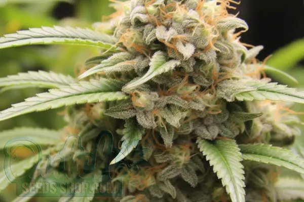 Vanilla Kush Strain Origin