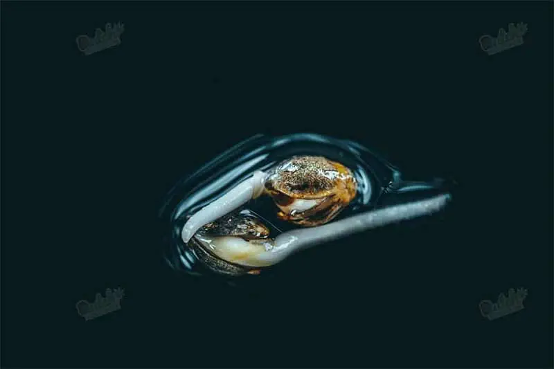 Water
