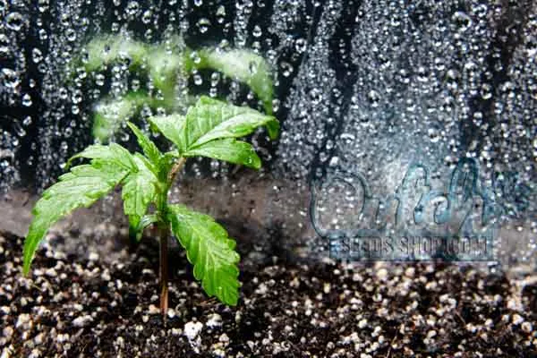 Watering And Feeding