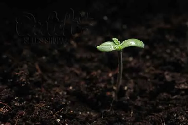 Watering Frequency And Amount