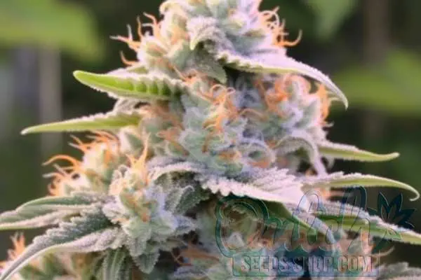 Wedding Cake Strain Origin