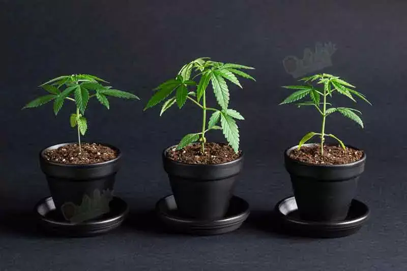 Weeks 3-5 Vegetative Stage