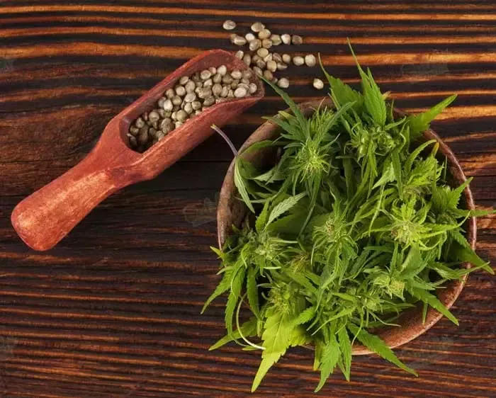 What Are the Pros and Cons of Feminized Seeds and Autoflower Marijuana Seeds?