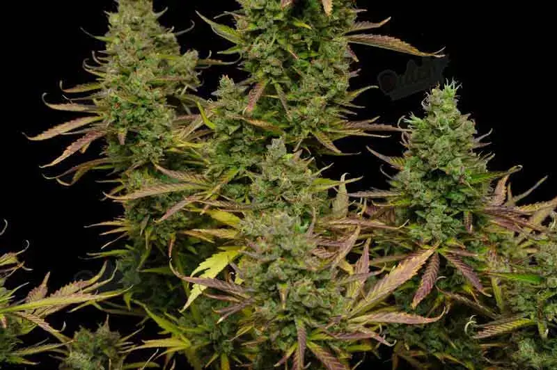 What Autoflower Strain Has Highest Yields