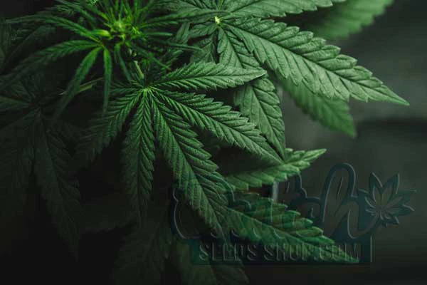 What Cannabis Leaves Can Tell Us