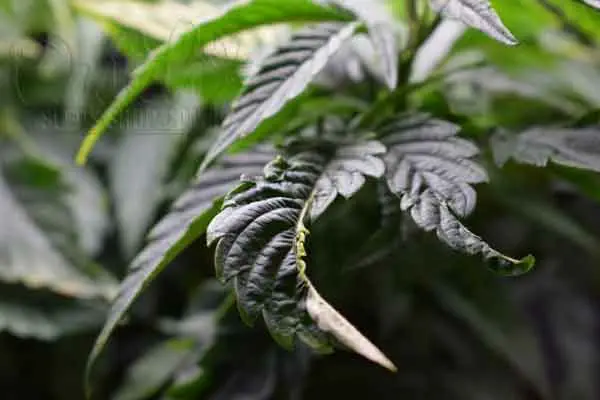 What Causes Deformed Leaves