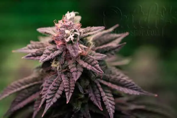 What Causes Leaves to Turn Purple