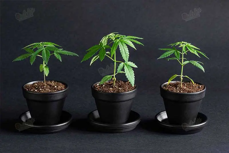 What Do Weed Seeds Look Like