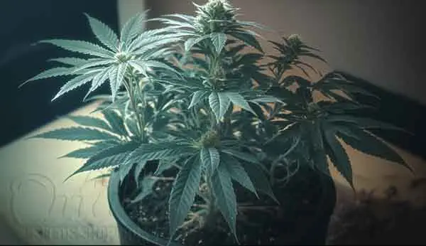 What Is Autoflower Cannabis Plant?