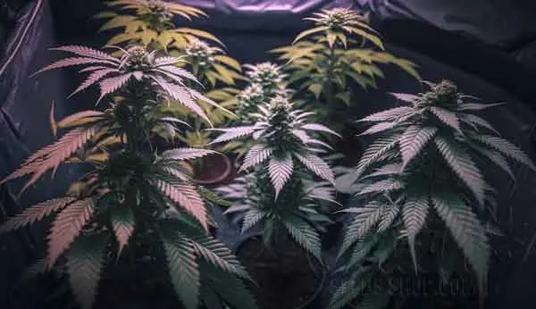 What Is Fastest Autoflowering Strain