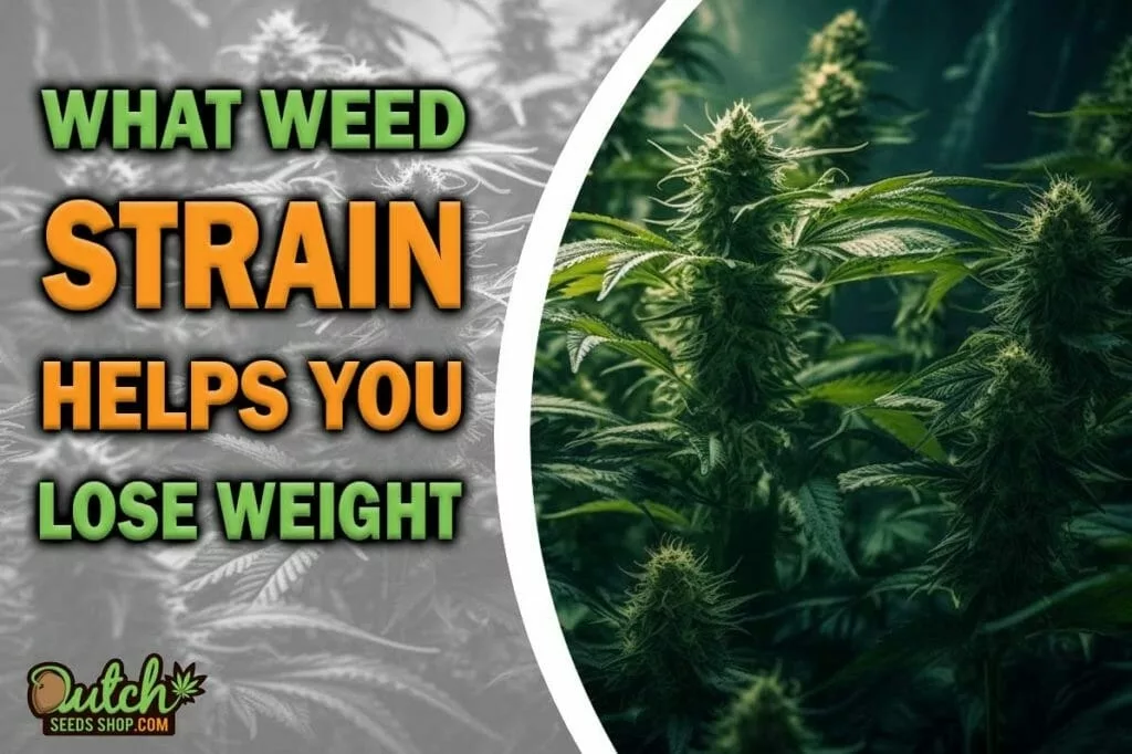 What Weed Strain Helps You Lose Weight