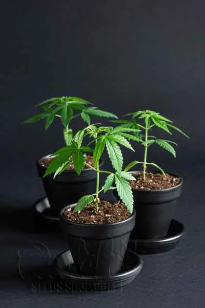 What is the Vegetative Stage of Cannabis Plants