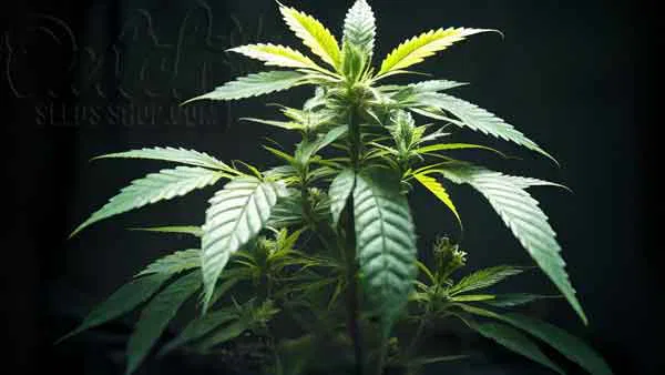 What strain helps you lose weight Best CBD Weed Strain That Doesn't Make You Hungry
