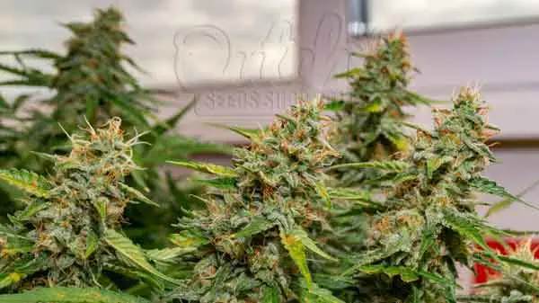 What to Do When Your Autos are Not Growing Fast Enough