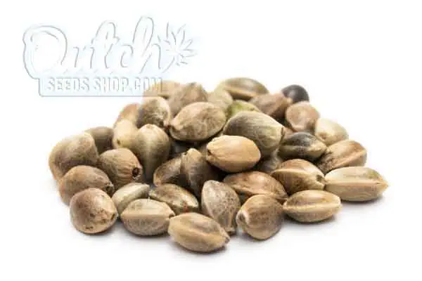 What to do with marijuana seeds