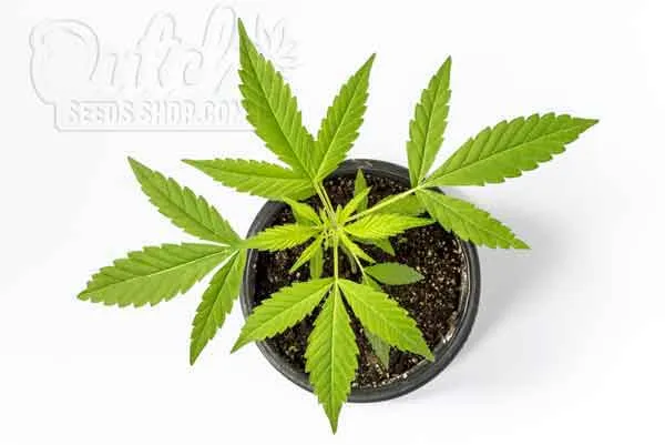 When Does the Cannabis Vegetative Stage Start